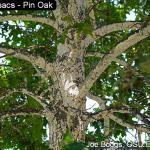 Photo of oak felt scale on pin oak